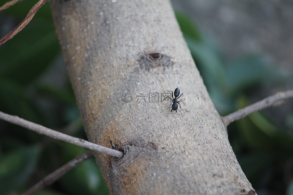 蚂蚁,木材,树