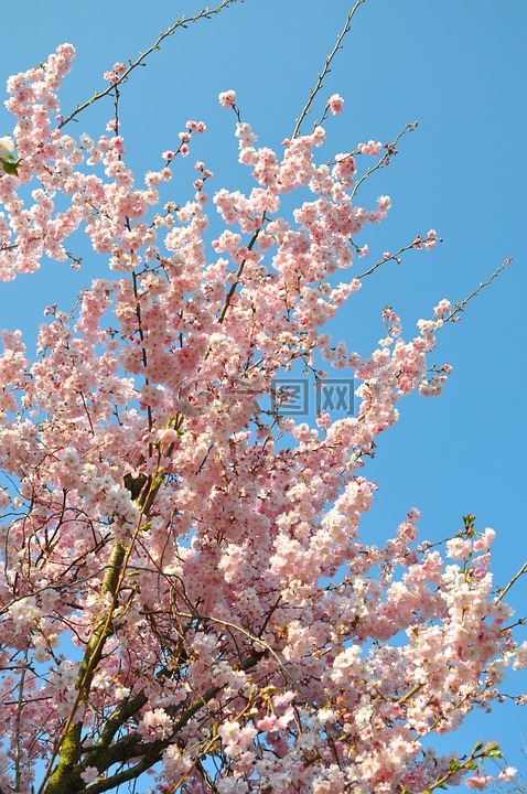 杏仁花,审美,鲜花