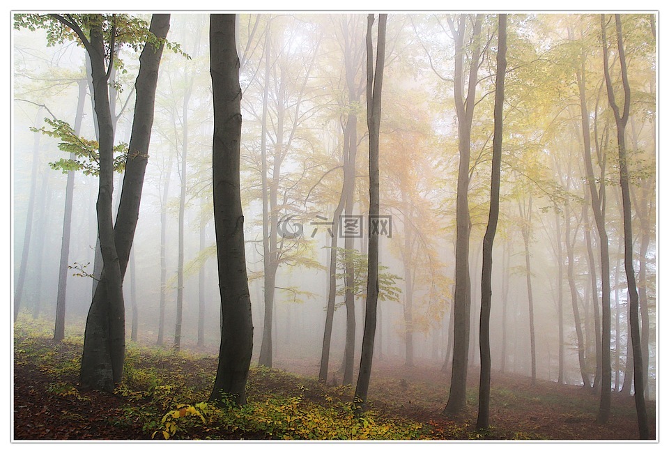 秋季,雾,森林