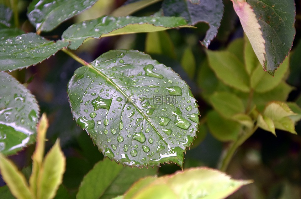 葉,雨,滴