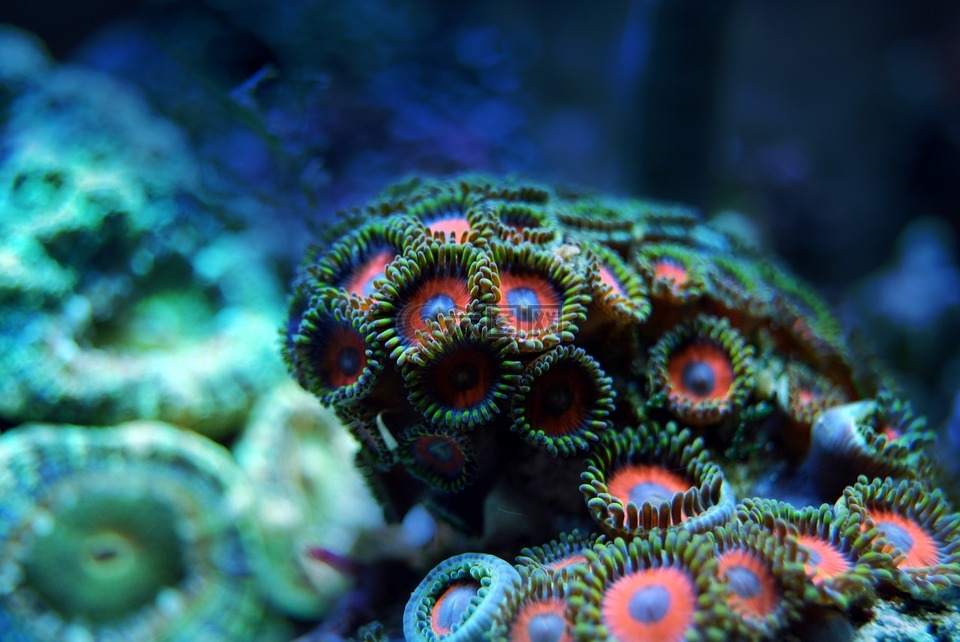珊瑚,礁,海