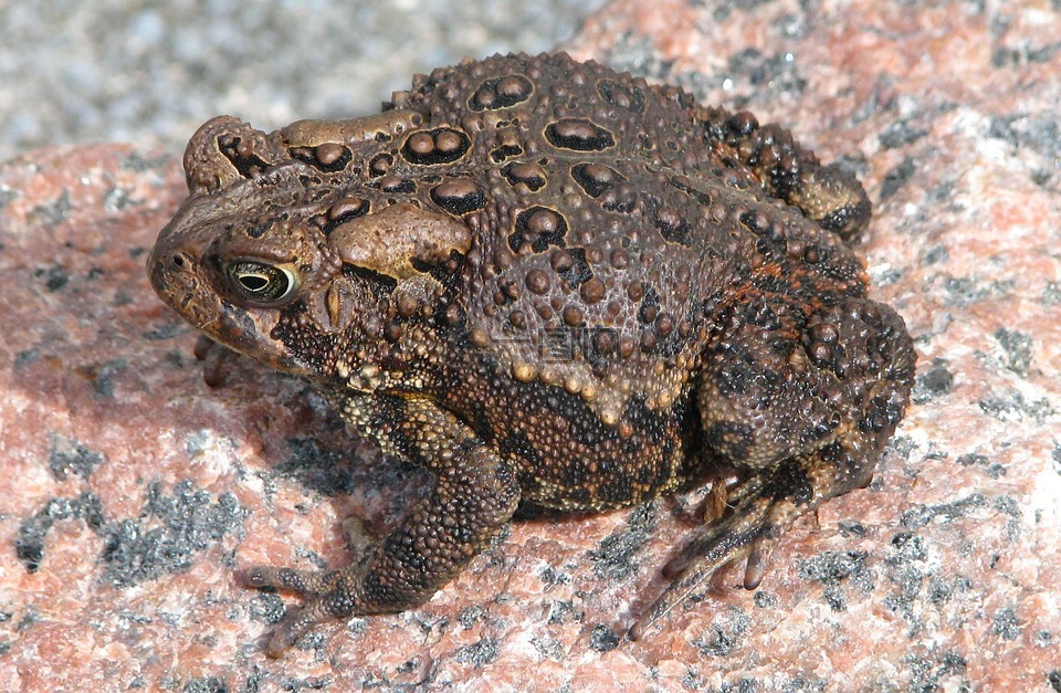 美国,蟾蜍,anaxyrus 钩