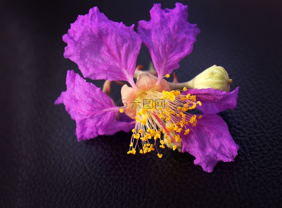 hoa bằng持,紫色的花,花景观