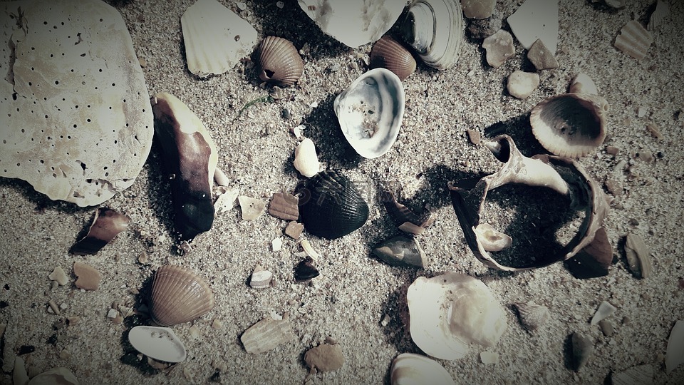 贝壳,海滩,比利时