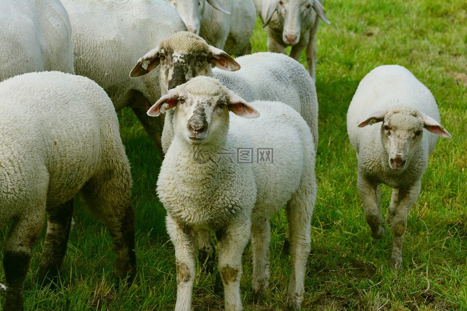 羊,羊群的羊,牧场