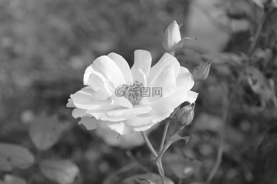 白玫瑰,黑白照片,提供