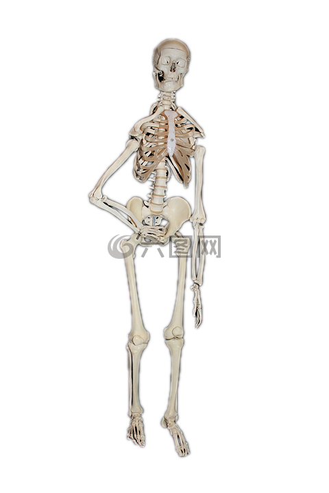 骨架 人的 骨高清图库素材免费下载 图片编号 六图网