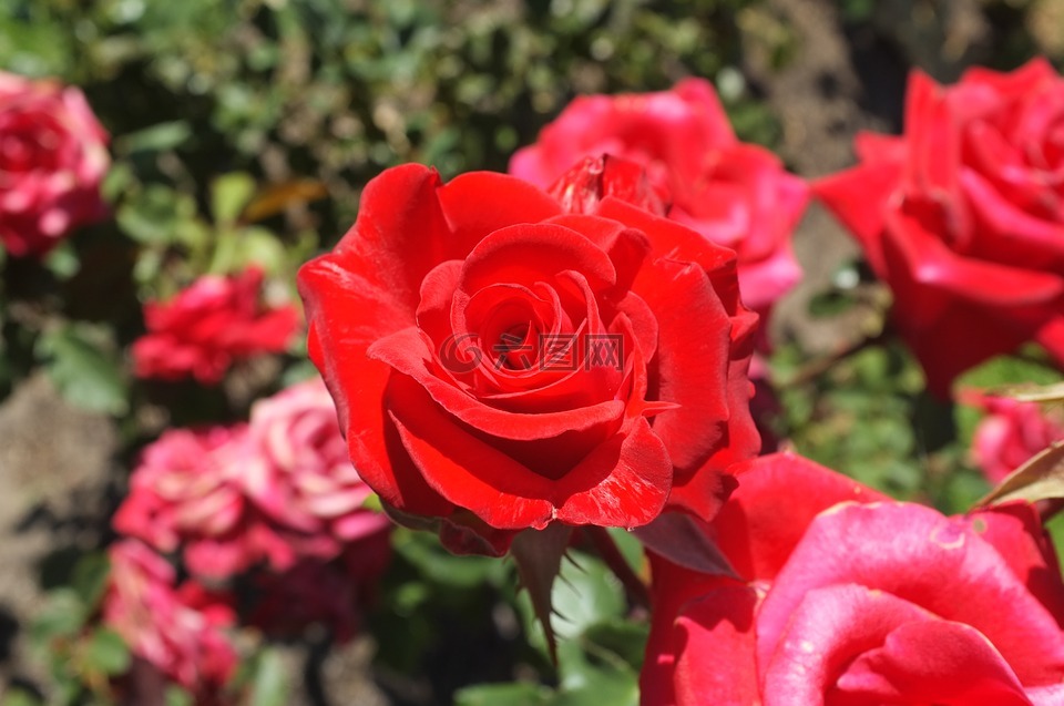 rose,red,flowers 紅花