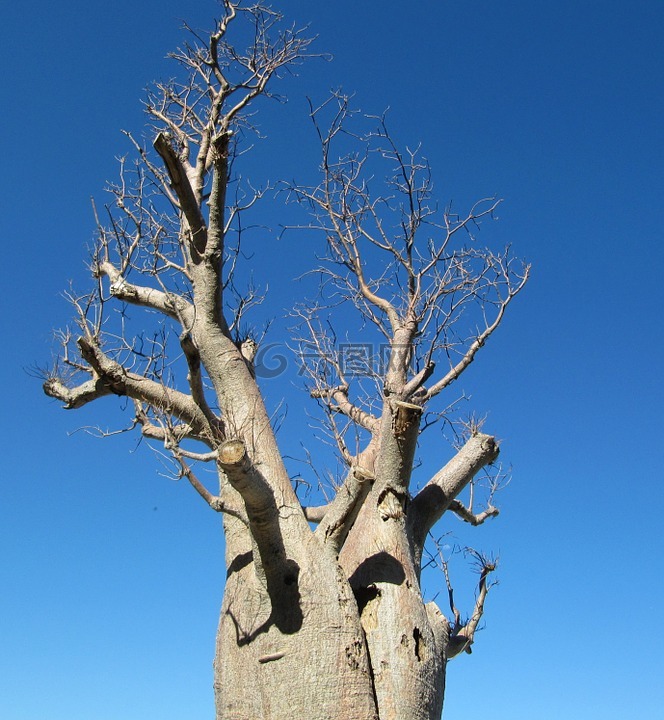 猴面包树,珀斯,国王公园