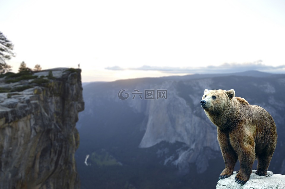 熊,山,等待