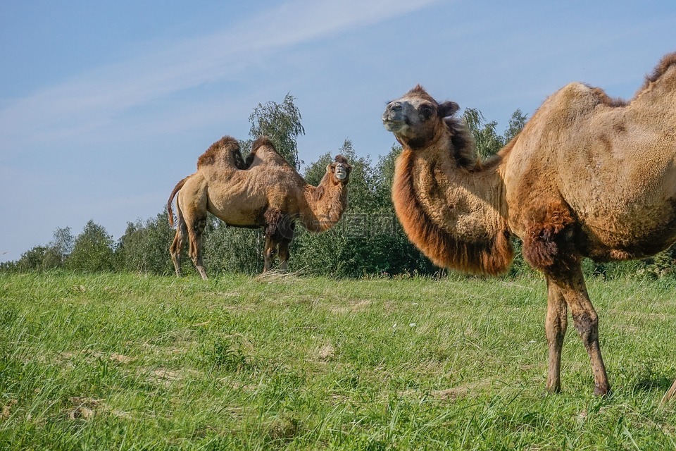 骆驼,野双峰驼,马戏团的动物