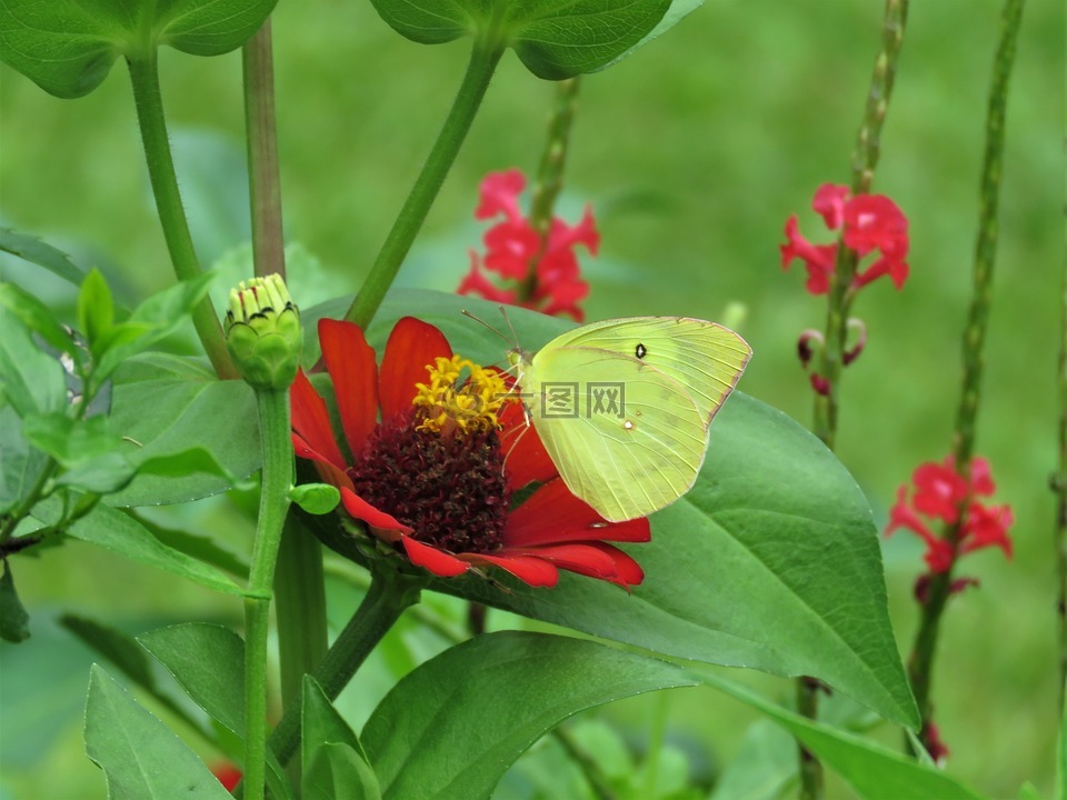 pheobus菲利亚,只黄色的蝴蝶,蝴蝶在花上