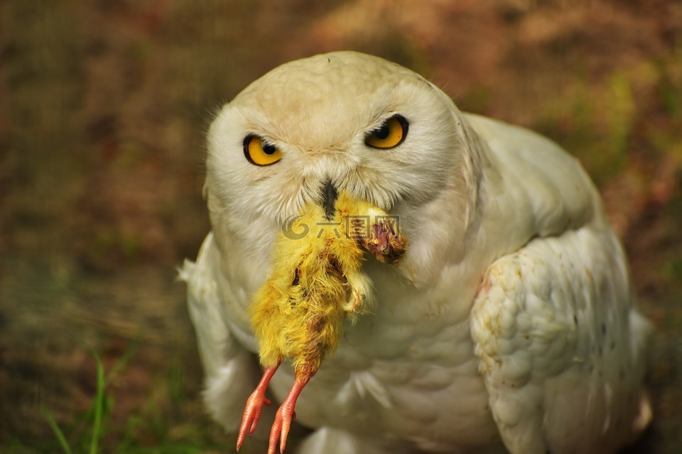 猫头鹰,雪鸮,吃