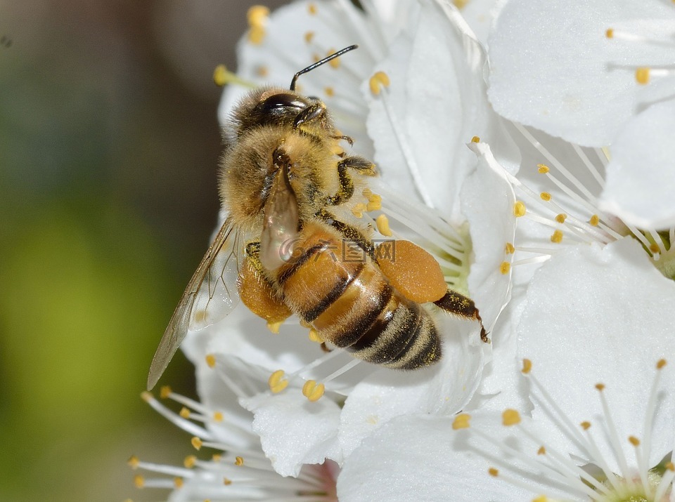 昆虫,api,蜜蜂