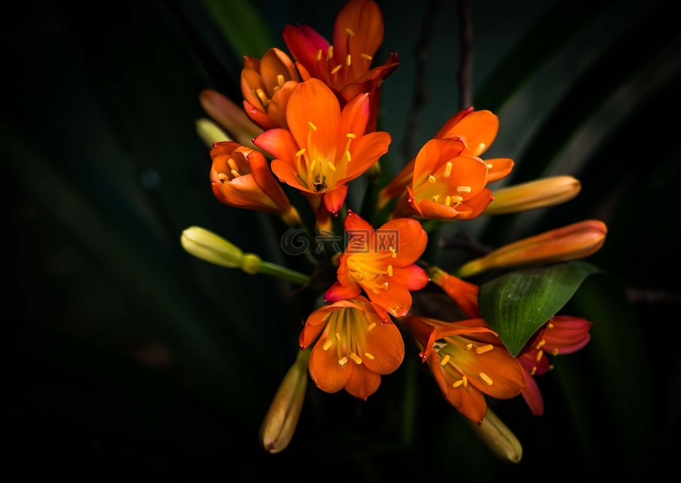花,灌木,君子兰