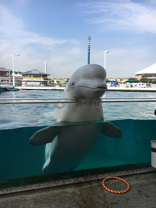 白鯨,水族館,海豚