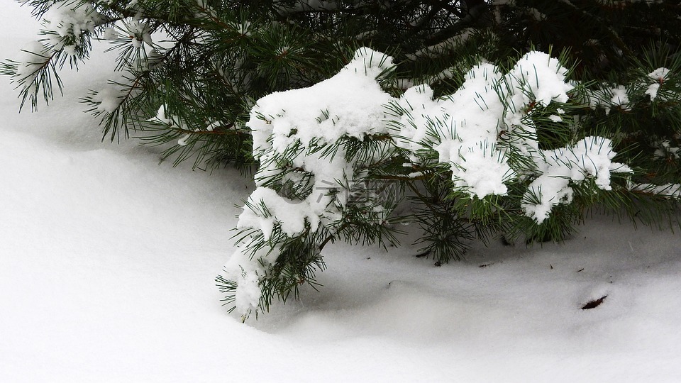 松,雪,雪树上