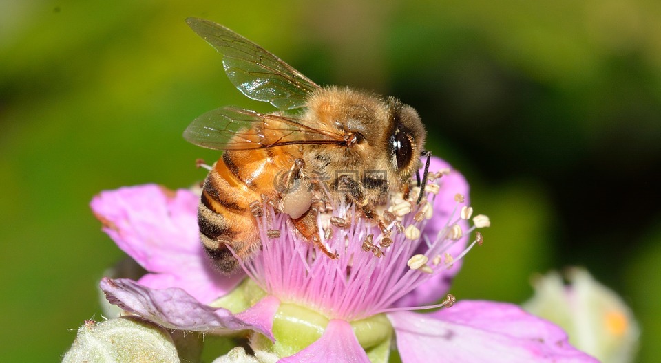 膜翅目,蜜蜂,api