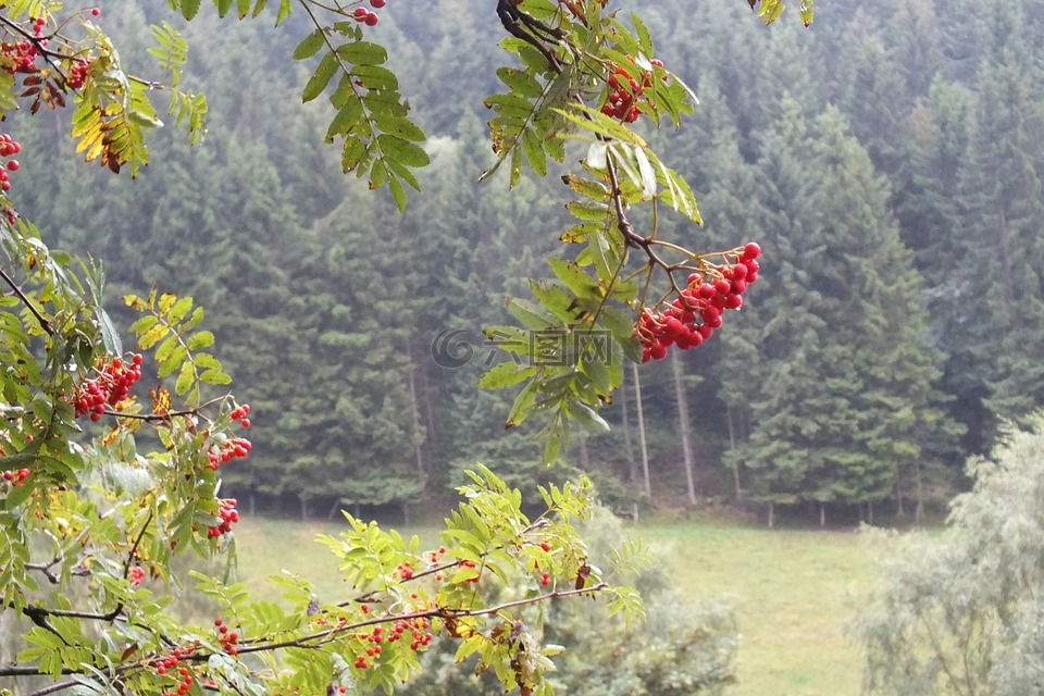 rowanberries,秋季天气晴朗,浆果