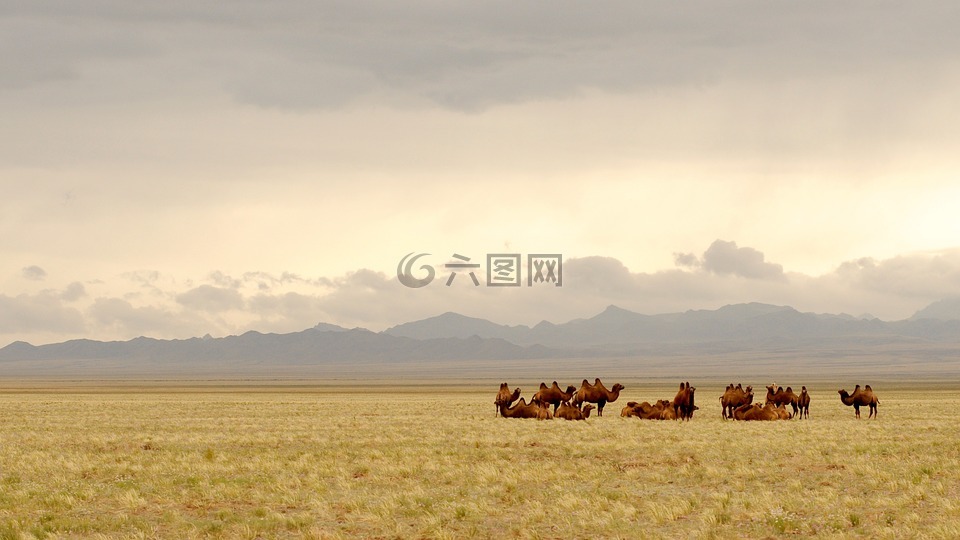 蒙古,戈壁,骆驼