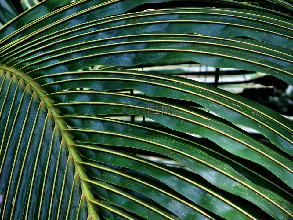 椰子,棕榈,叶
