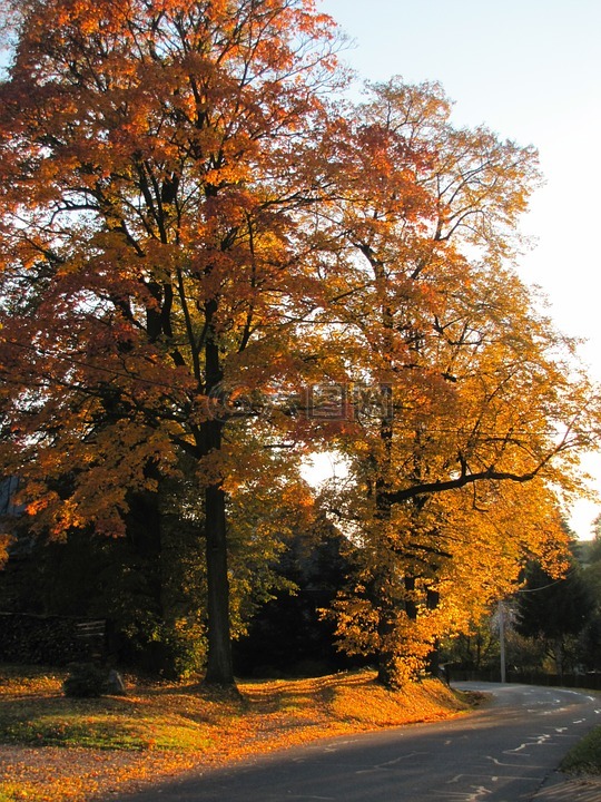 秋季步行,金色的秋天,多彩的树叶