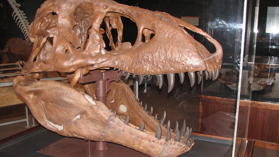 恐龙胃石图片
