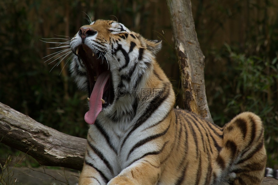虎,困,动物园
