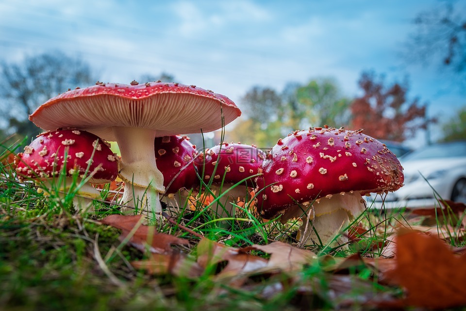 matryoshka,红色飞木耳香菇,蘑菇