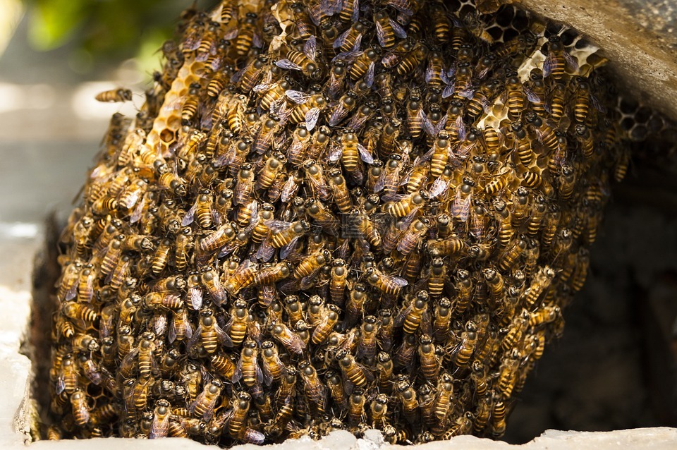 蜜蜂,配置单元,蜂蜜