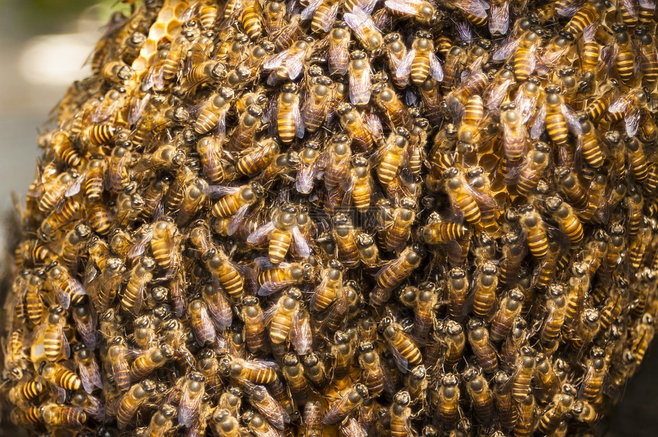 蜂蜜,蜂巢,蜜蜂