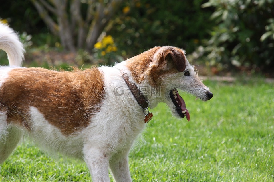 狗,品种的狗,播放