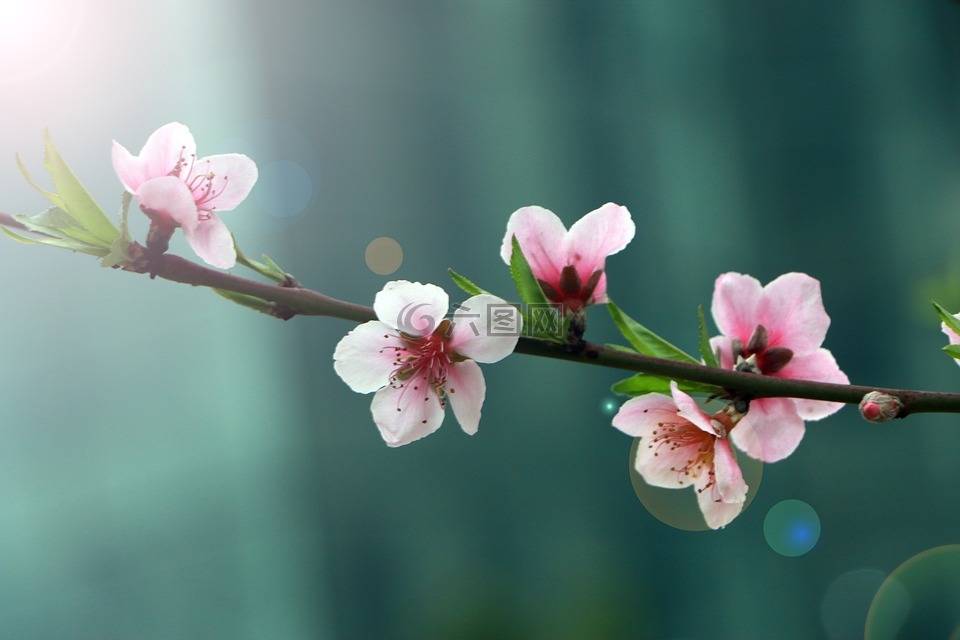 春天,花,桃花