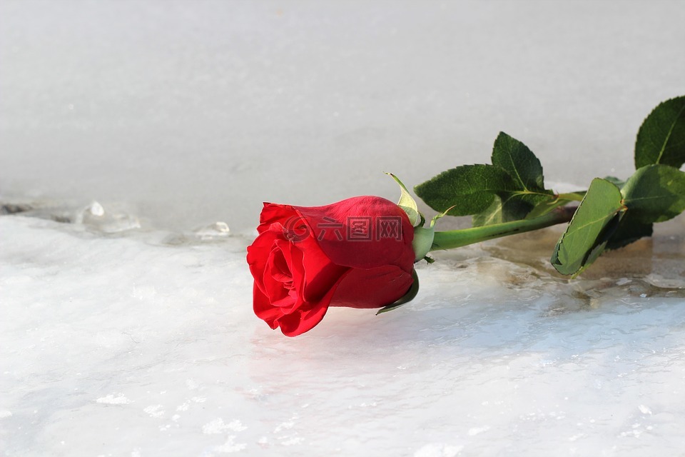 红色玫瑰在冰上,冻的湖,爱情符号