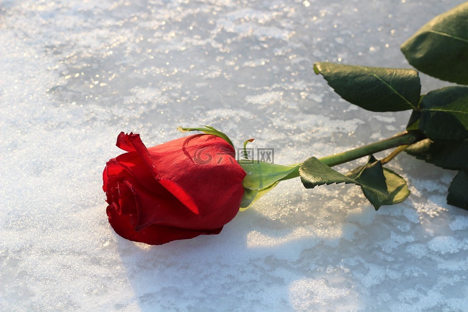 红色玫瑰在冰上,冻的湖,爱情符号