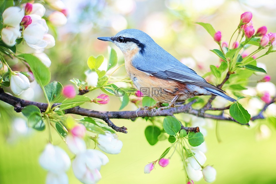 弹簧鸟,鸟,春