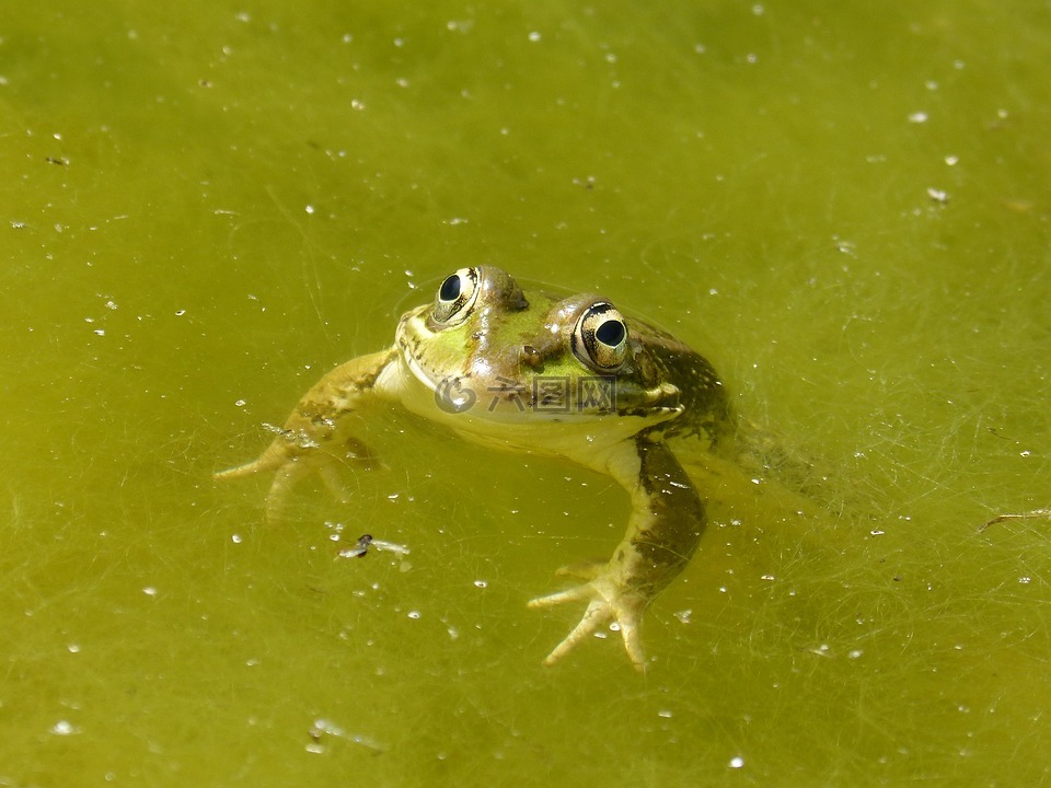 青蛙,筏,藻类
