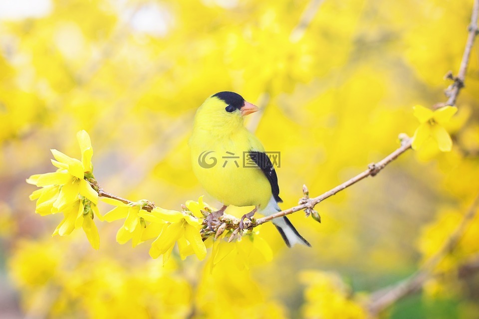 弹簧鸟,鸟,春