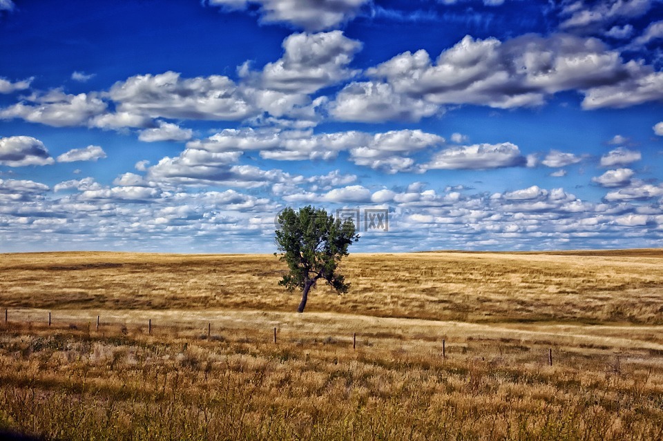 南达科他州,树,天空