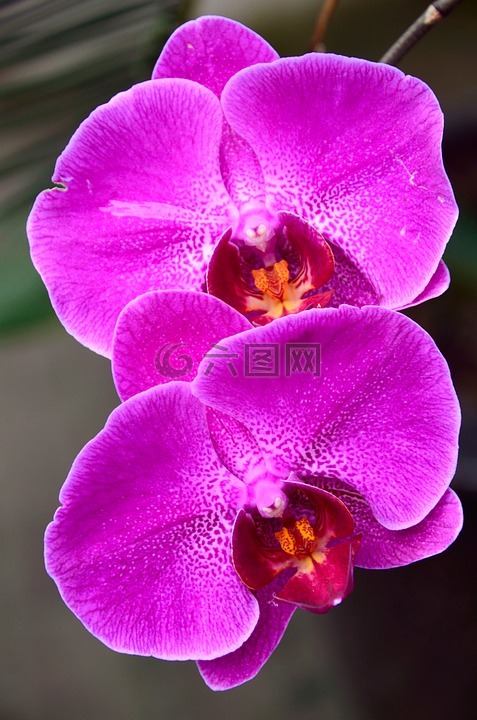 花,蝴蝶兰科,紫色