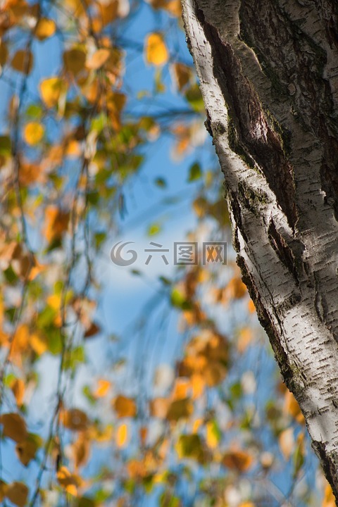 秋季,树,桦木