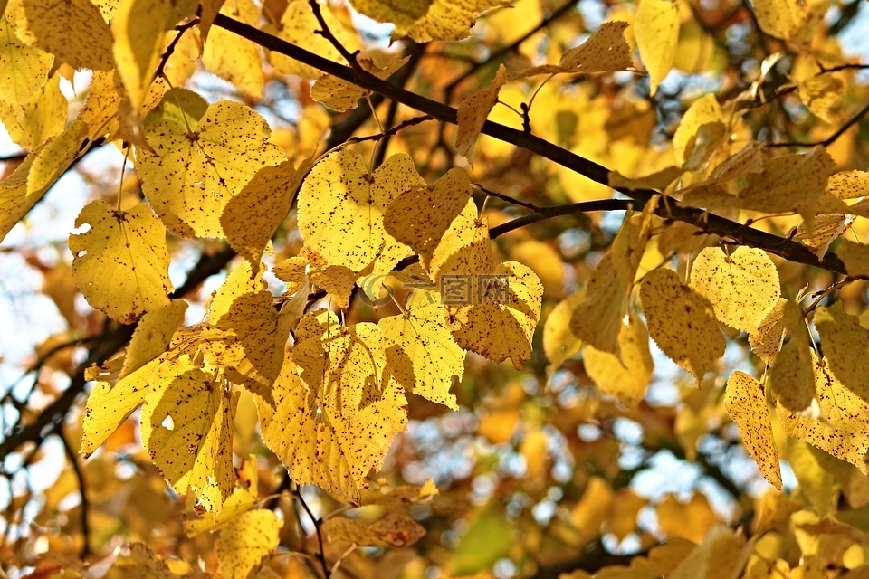 秋天的落叶,树,叶子