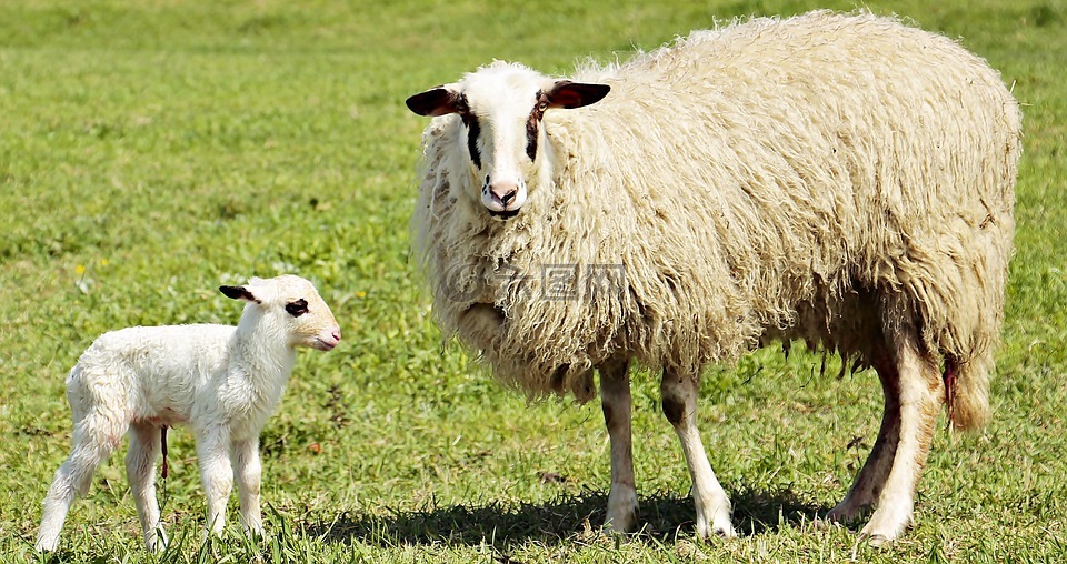 羔羊,羊肉,羊