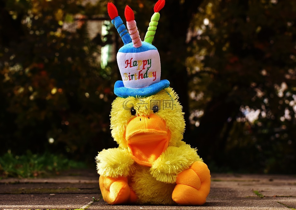 生日,祝贺,鸭