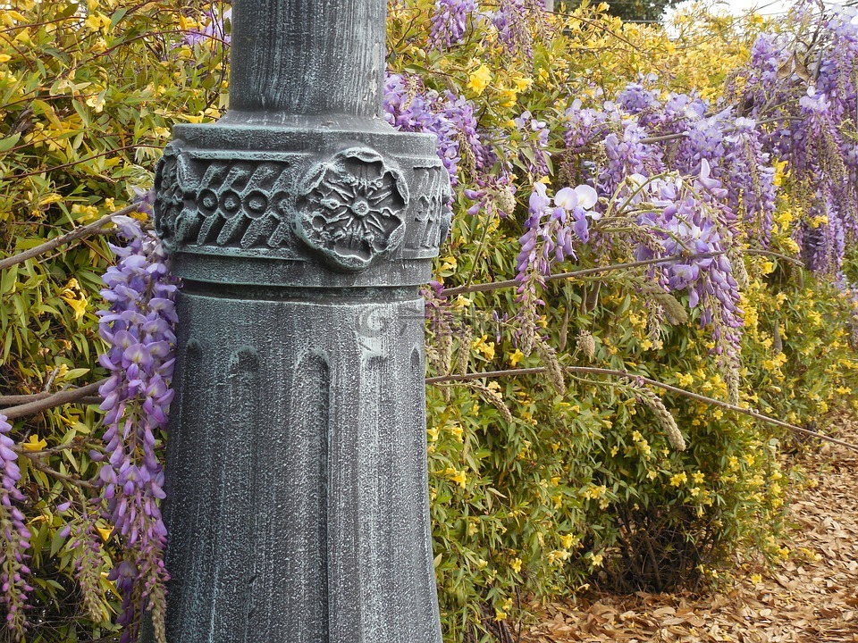 紫藤,盛开,紫色