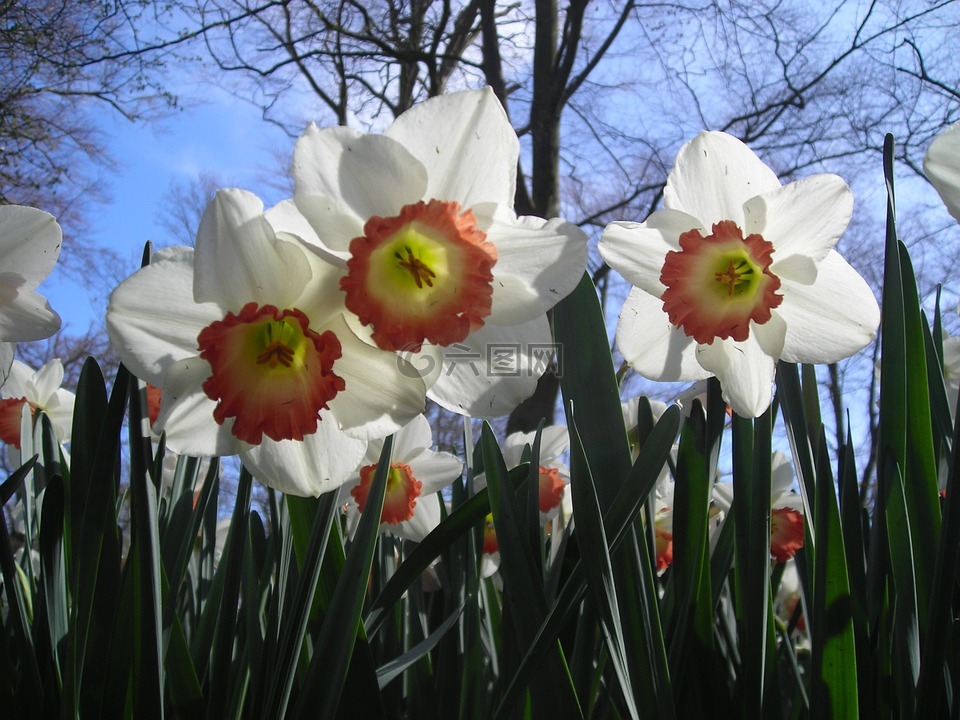 黄水仙,天空,白