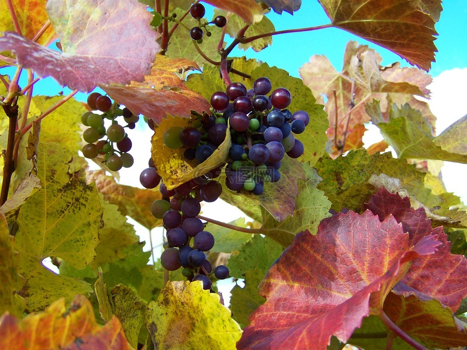 秋季,成熟的葡萄,葡萄园
