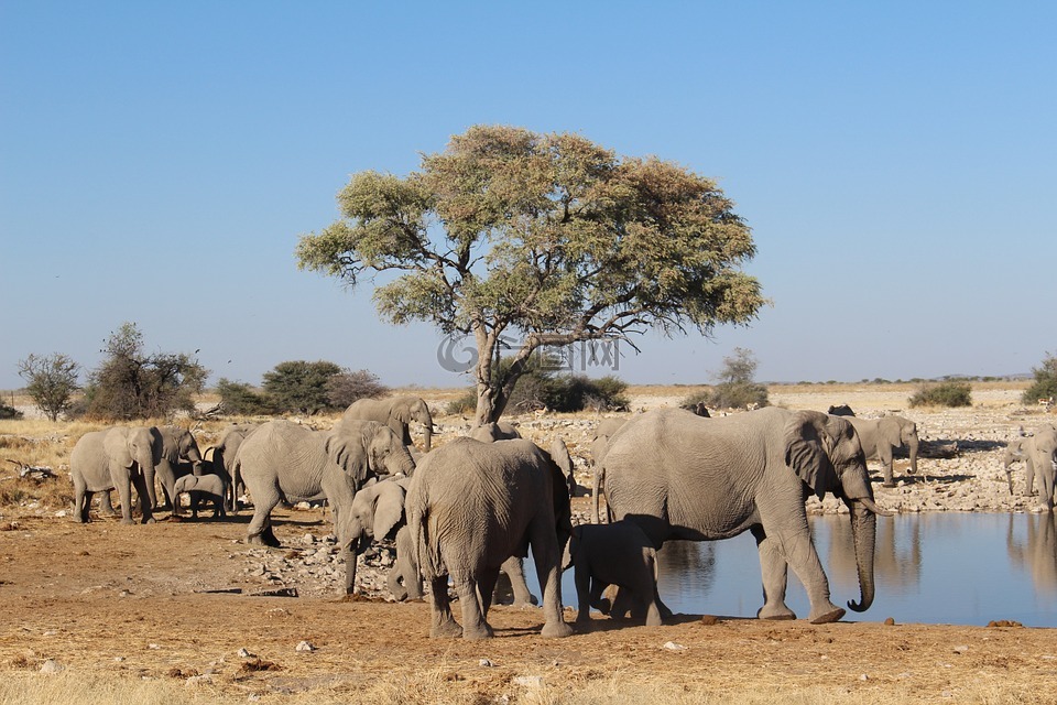 大象,纳米比亚,野生