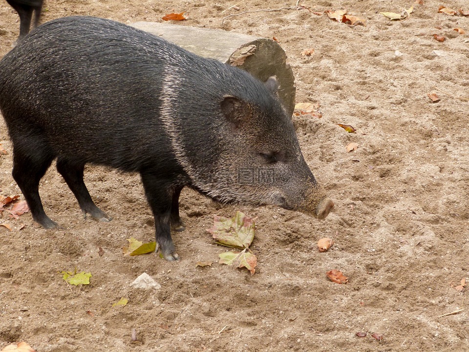 豬,動物園,野生動物