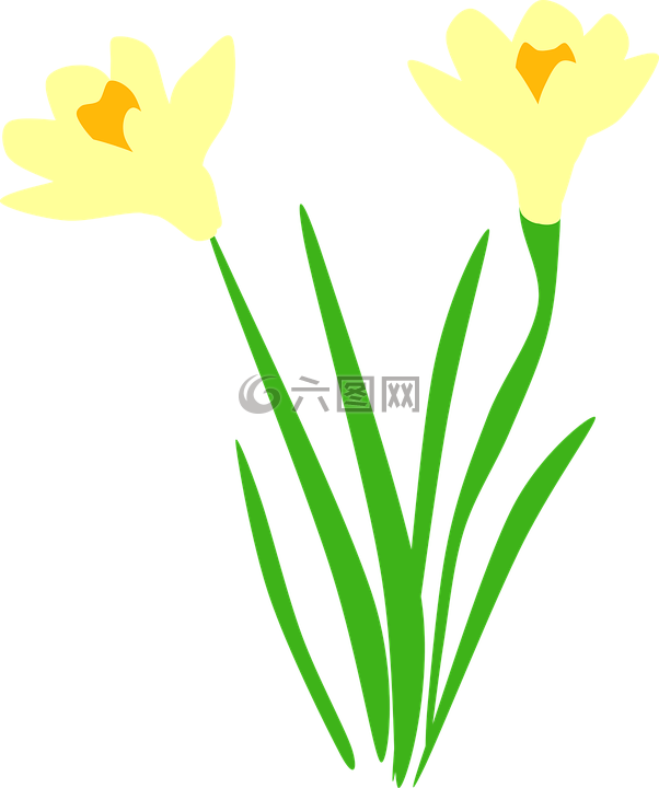 喇叭花,水仙,植物区系